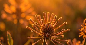 affirmation1