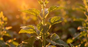 alimentation